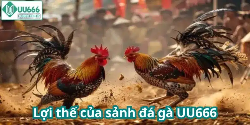 Lợi thế của sảnh đá gà UU666